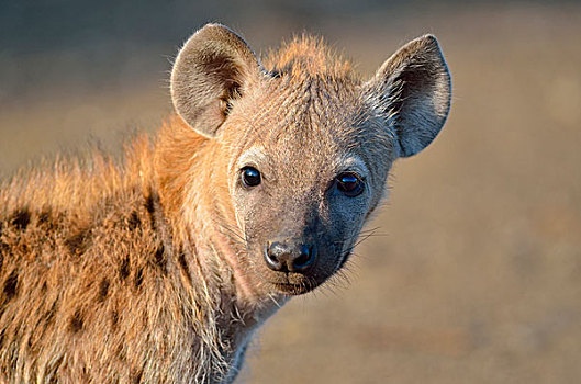 斑鬣狗,笑,鬣狗,幼兽,早晨,亮光,克鲁格国家公园,南非,非洲