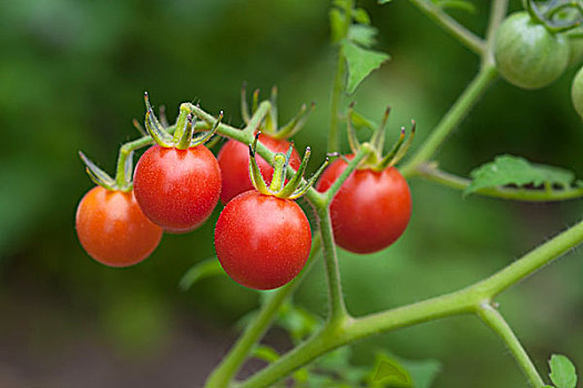 成熟,圣女果,番茄,番茄植物,德国,欧洲