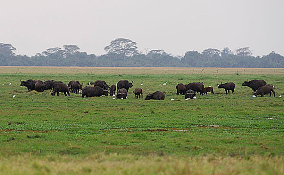 非洲野牛群