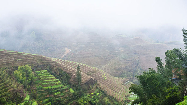 风景,阶梯状,稻田,上方,雾气