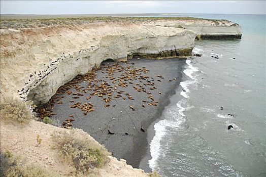 海狮,生物群,靠近,丘布特省,巴塔哥尼亚,阿根廷
