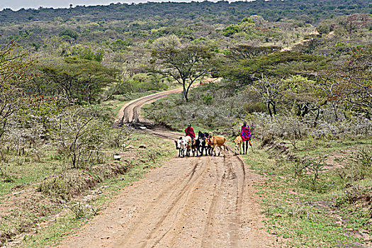 马萨伊,部落男子,放牧,牛,土路,坦桑尼亚