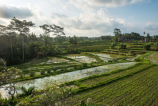 稻米梯田,咖啡,乌布,巴厘岛,印度尼西亚,亚洲