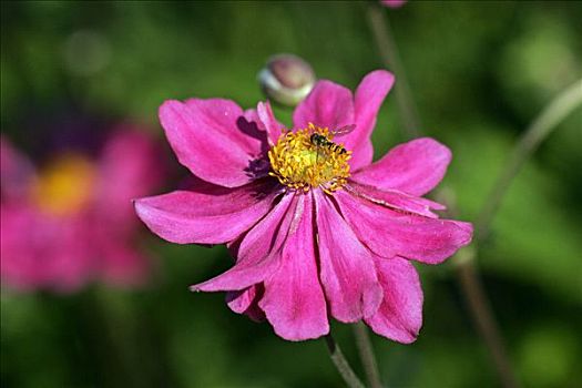 花,日本银莲花,培育品种