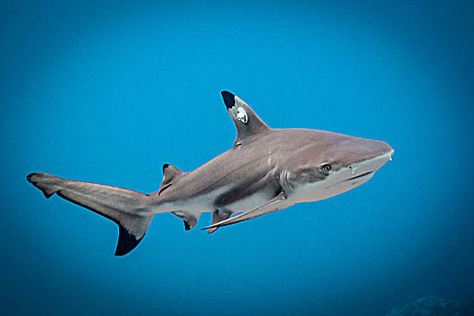 鲨鱼凶狠小动物图片