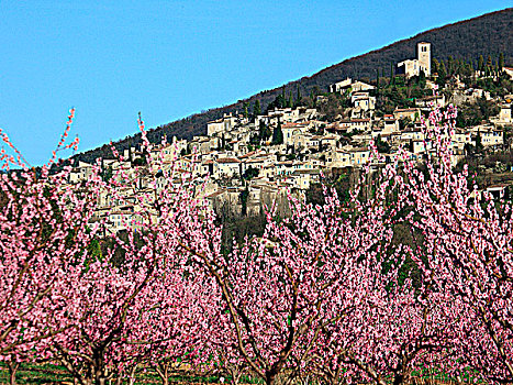 法国,隆河阿尔卑斯山省,全视图,桃树