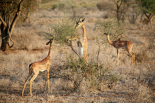 野生,羚羊,哺乳动物,非洲,博茨瓦纳,大草原