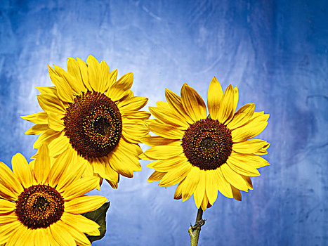 向日葵,花,三个,黄色,蓝色背景