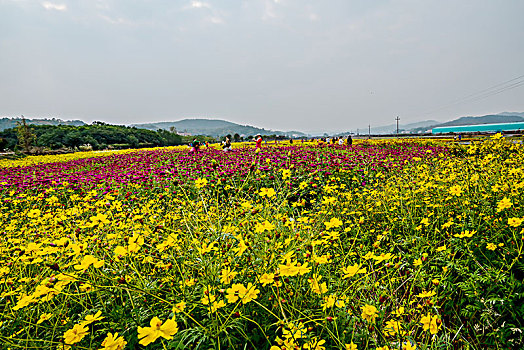 百日菊与硫华菊的花海