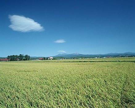 盆地,稻田