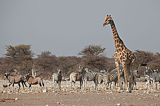 纳米比亚,埃托沙国家公园,长颈鹿,斑马,长角羚羊,水潭