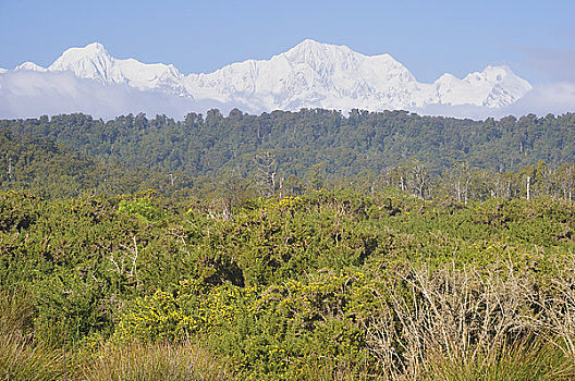 树林,攀升,库克山,国家公园,西海岸,南岛,新西兰