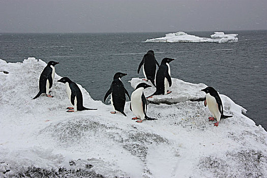 阿德利企鹅,群,冰山,南极