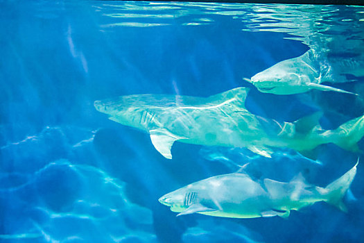 海洋公园鲨鱼水族馆