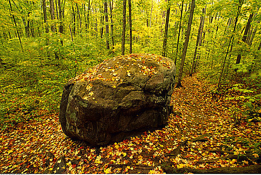 漂石,树林,阿尔冈金省立公园,安大略省,加拿大