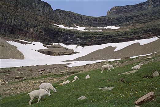 石山羊,雪羊,女性,牧群,放牧,冰川国家公园,蒙大拿