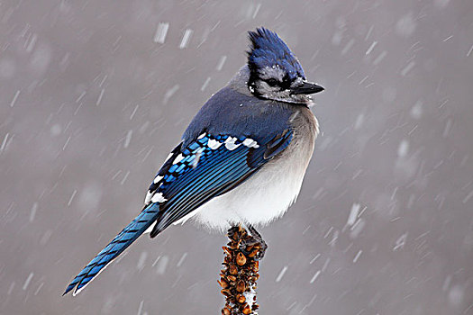 蓝松鸦,雪中,新斯科舍省,加拿大