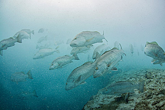 水下视角,大,鲷鱼,鱼群,淡水,海洋,坎昆,墨西哥