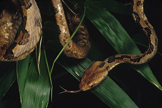 无毒蛇,蛇,舌头,三岛山国家公园,越南