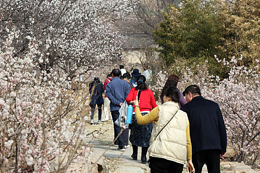 山东省日照市,五莲山脚下的大旺村变身花海,城里游客赏花踏春热闹非凡