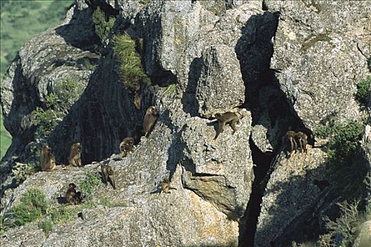 狮尾狒,本土动植物,物种,群,岩石上,西高地,埃塞俄比亚