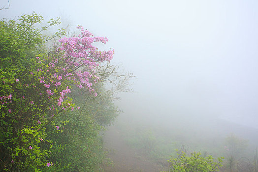 山,映山红,杜鹃,花,春天,春色,雾,朦胧,氤氲,树枝,柔美,梦幻