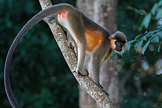 叶猴,成年,女性,站立,枝条,卡齐兰加国家公园,阿萨姆邦,印度,亚洲