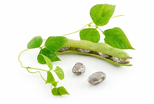 成熟,扁豆,豆,种子,叶子,隔绝,白色背景