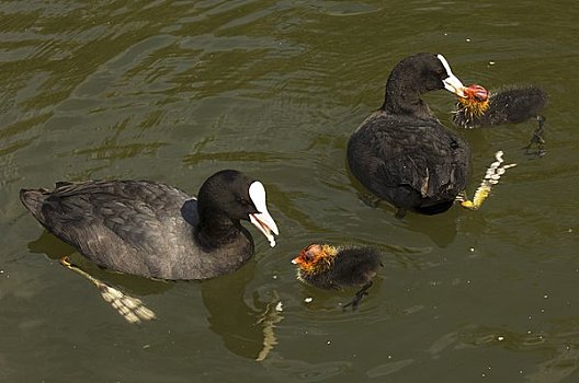 幼仔,黑鸭,水中,北荷兰,荷兰