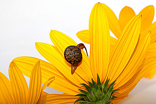 爬在黄色菊花花瓣上的小蜗牛