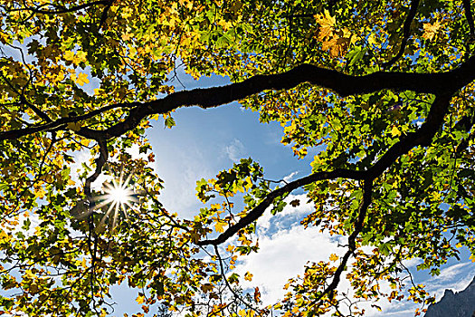 悬铃木,秋天,巴伐利亚,德国,欧洲