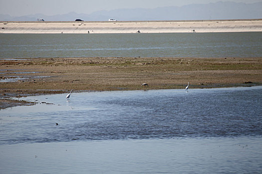新疆巴里坤,湿地中觅食的迁徙候鸟