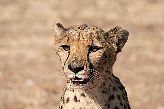 印度豹,猎豹,动物,靠近,纳米比亚,非洲