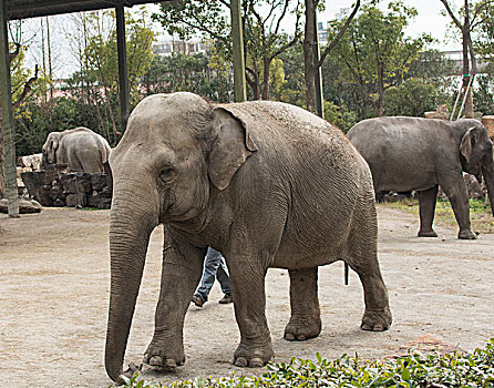 野生动物大象