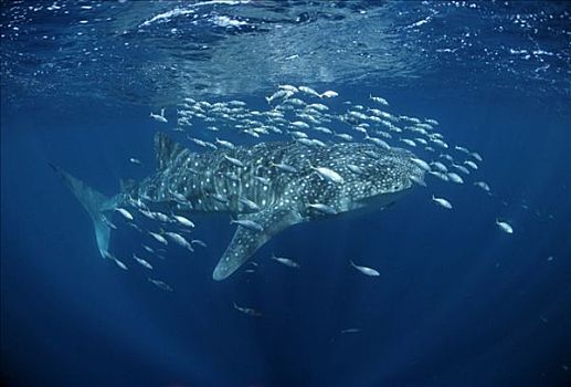 鲸鲨,游动,仰视,海面,阿里环礁,马尔代夫,印度洋,亚洲
