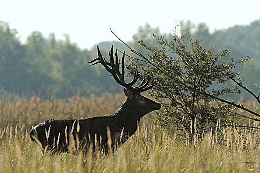 赤鹿,鹿属,鹿,多瑙河,湿地,国家公园,下奥地利州,奥地利,欧洲