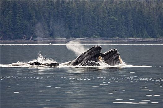 鲸,大翅鲸属,鲸鱼,须鲸,阿拉斯加,美国