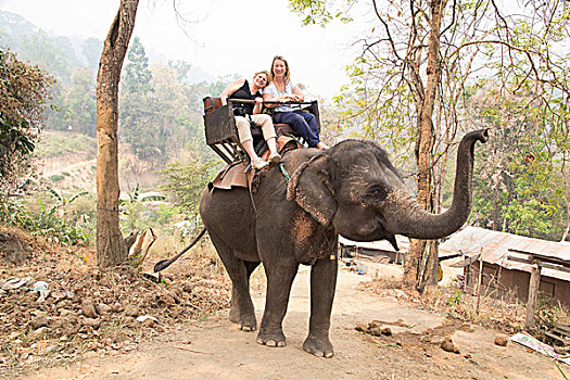 泰国,大象,露营,旅游,乘,使用,只有