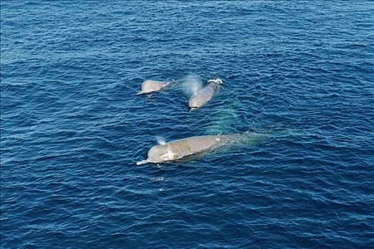 宽吻海豚,鲸,三个,平面,新斯科舍省