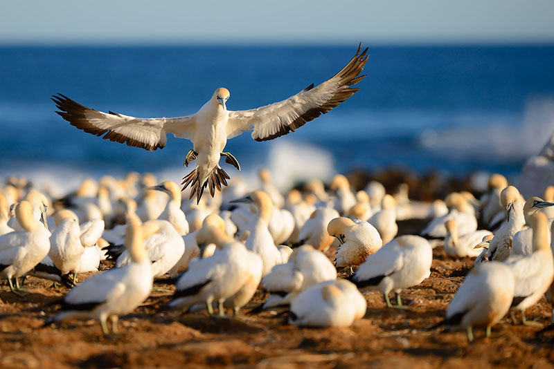 西沙群岛鸟群图片图片