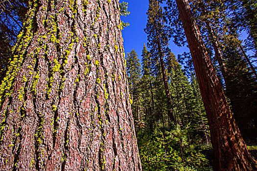 美洲杉,小树林,优胜美地国家公园,加利福尼亚