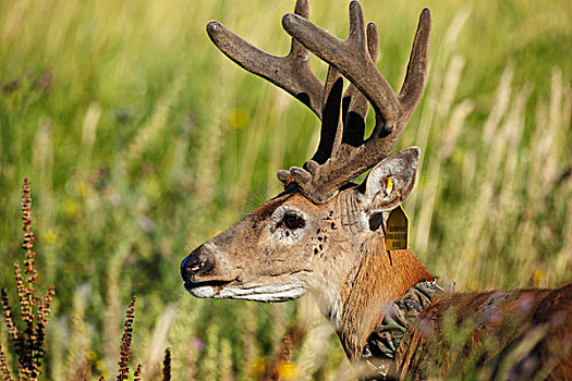 美国,华盛顿,国家野生动植物保护区,白尾鹿,公鹿