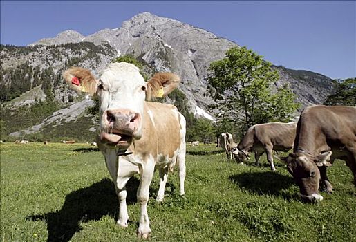 母牛,草地,英国,提洛尔,奥地利,欧洲