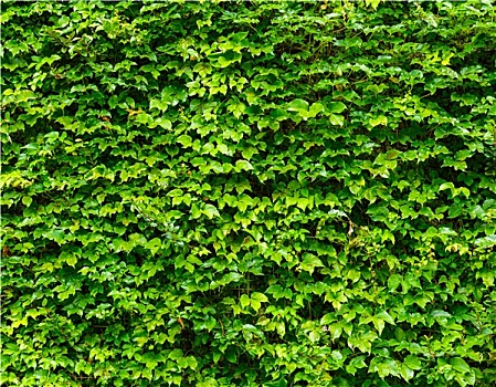绿叶,墙壁,背景