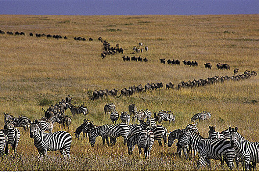 斑马,角马,迁徙,马赛马拉野生动物园,肯尼亚,非洲