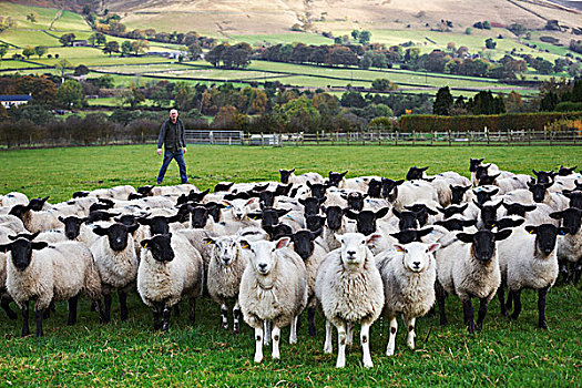 羊农,站立,草地,看,上方,大,羊群,山,远景