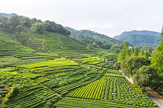 杭州茶园基地