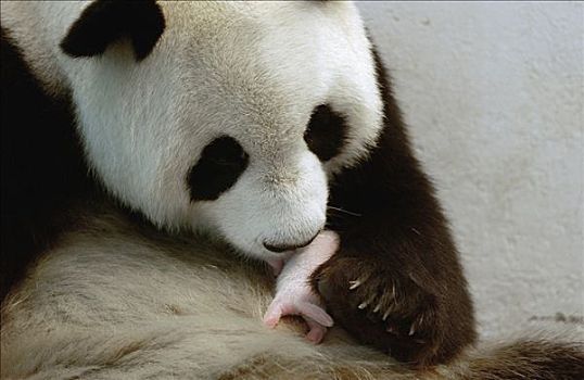 大熊猫,两个,白天,老,幼兽,拿着,地点,下巴,护理,中国,研究中心,卧龙自然保护区