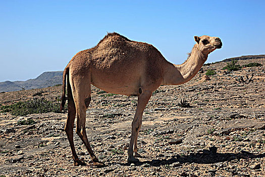 骆驼,单峰骆驼,阿曼,阿拉伯半岛,中东,亚洲