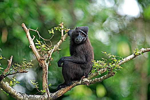 短尾猿,幼小,坐,树,叶子